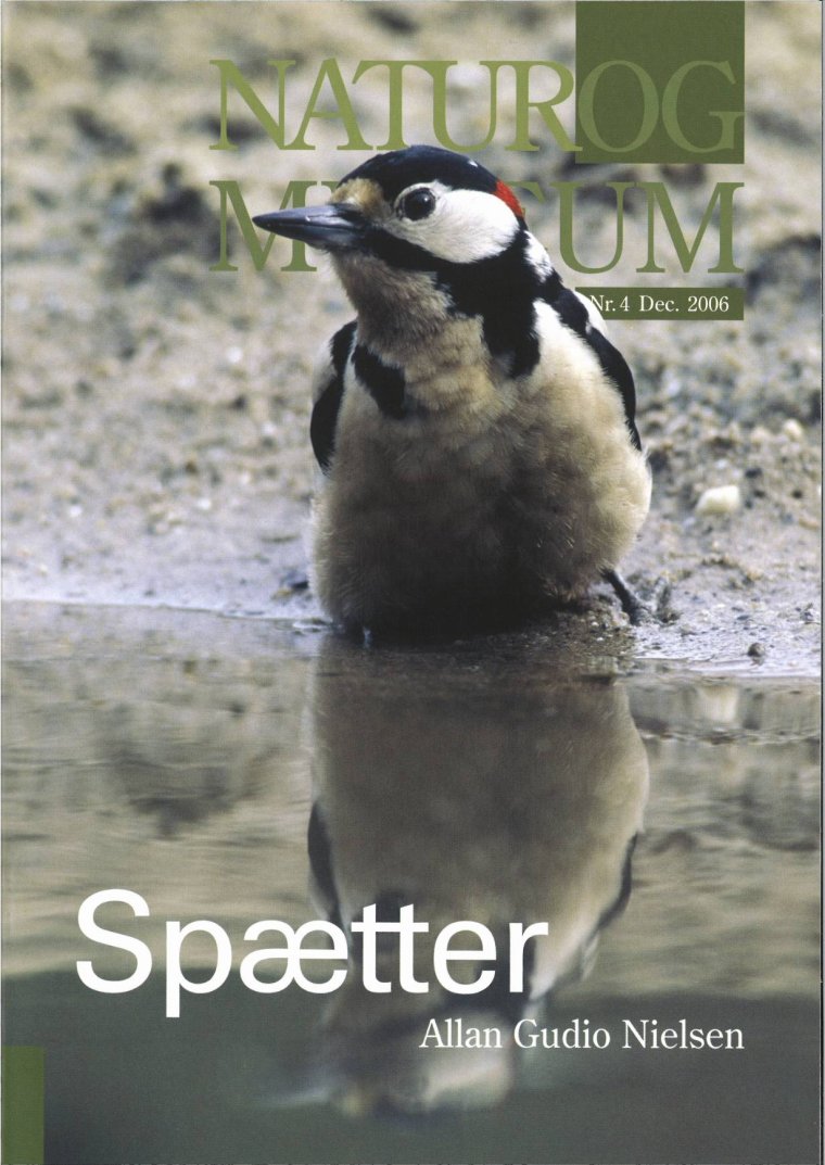 Spætter